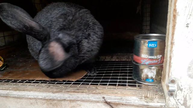 Кролиководство.Борьба с натоптышами у кроликов. смотреть онлайн