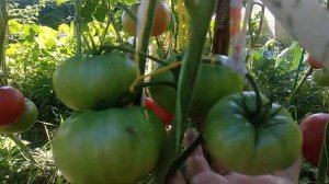 ОБЗОР СОРТА ЦИНДАО | Томаты, Помидоры