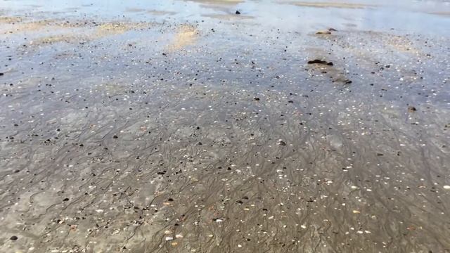 Путешествуем по Новой Зеландии. Пляж Такапуна. смотреть онлайн