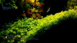 Стричь или не стричь Микрантемум Монте Карло? Ваше мнение. Почвопокровные растения в Аквариуме.