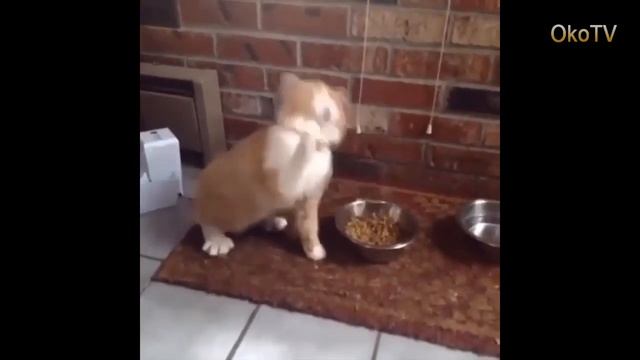 Смеяться разрешено. Смешные и веселые приколы ноябрь 2019 смотреть онлайн