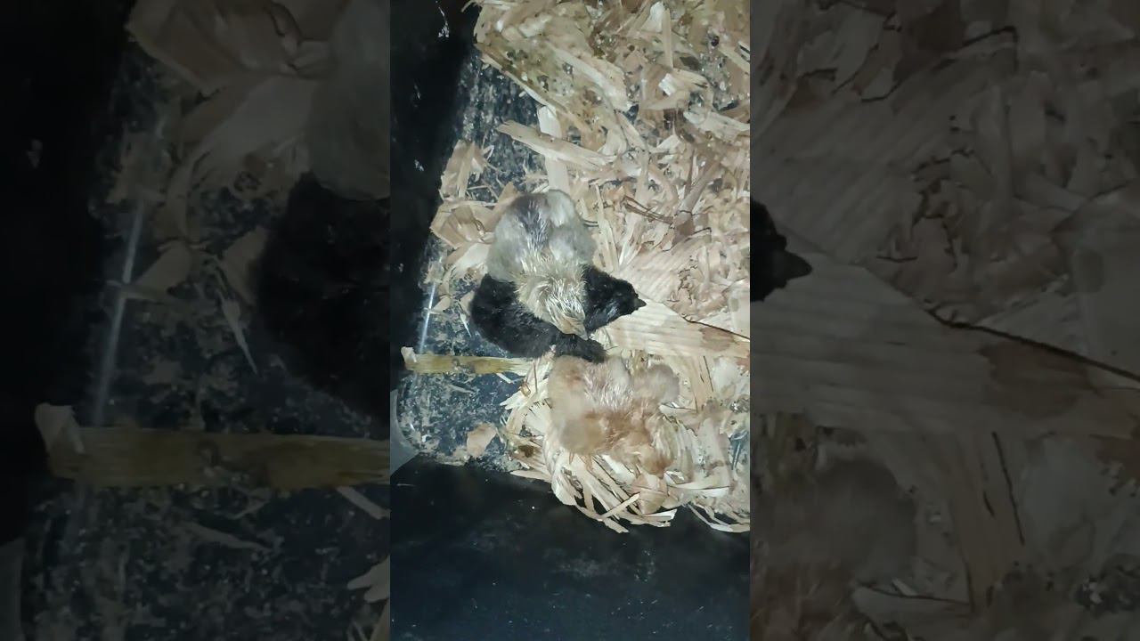 ЦЫПЛЯТА ЕДЯТ ПЬЮТ ДОВЫЛУП #цыплята #инкубация #животные #гектар #animals #дв #яйцо  #инкубатор #egg