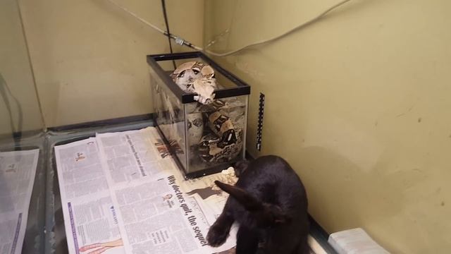 Boa eats rabbit смотреть онлайн