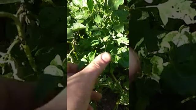 Борьба с клопом огороде смотреть онлайн