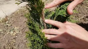 Посадка Туи Смарагд. Живая изгородь (Часть 2)