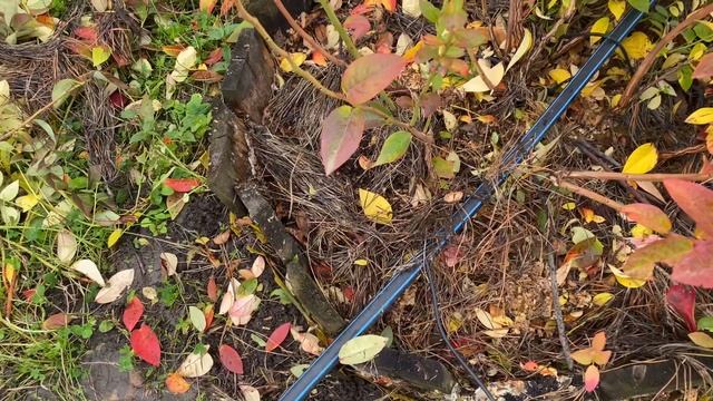 ГОЛУБИКА! СВОЙСТВО СОРТА или ЗАХВАТ ТЕРРИТОРИИ? Что это? смотреть онлайн