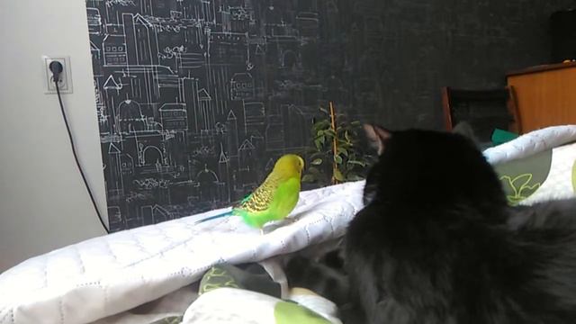 Попугай дразнит кота смотреть онлайн