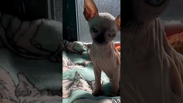 #goodnight смотреть онлайн