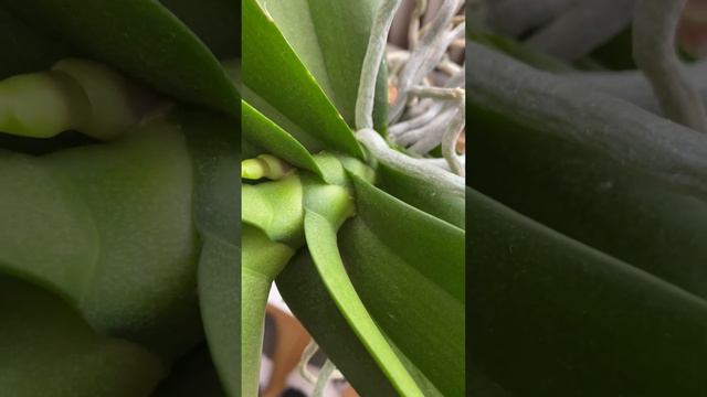 МОИ ЦВЕТУЩИЕ ОРХИДЕИ ВЫПУСКАЮТ НОВЫЕ ЦВЕТОНОСЫ смотреть онлайн