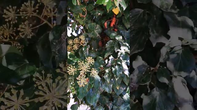 Плющ - осінній медонос! смотреть онлайн