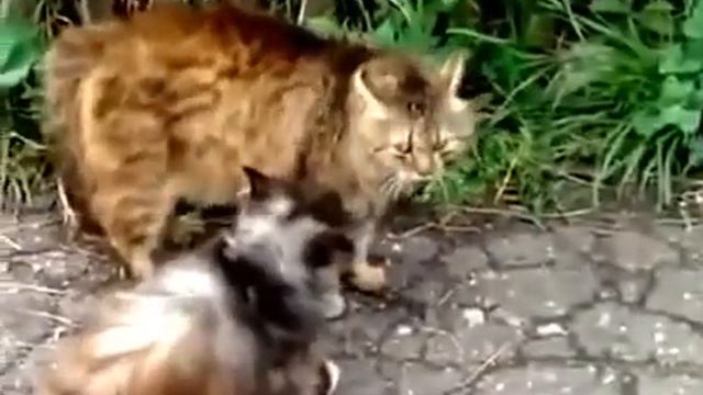 Самый брутальный кот в районе смотреть онлайн