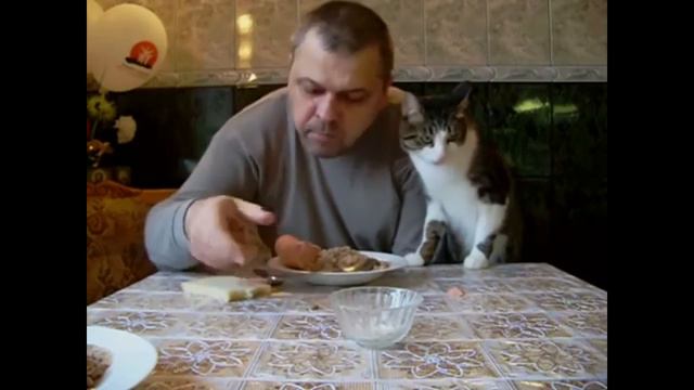 Кот ворует еду! смотреть онлайн