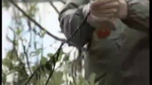 Сабельник болотный применение www.травами-лечение.рф