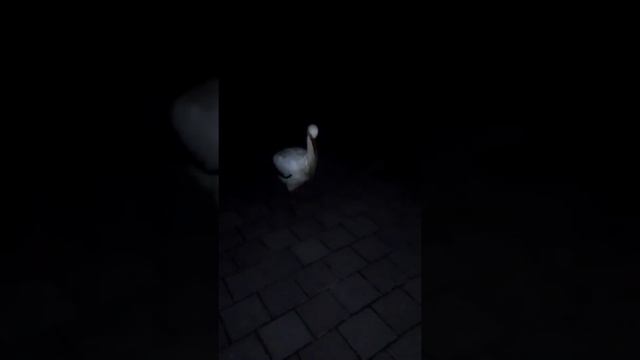 Аист в Лавре смотреть онлайн