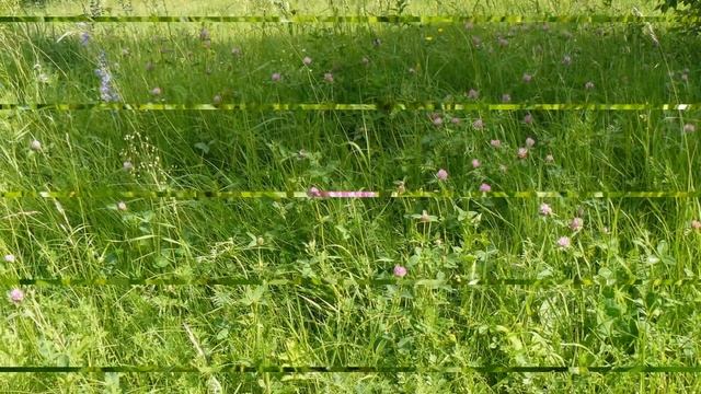 Луговая трава. Лето, июнь. смотреть онлайн