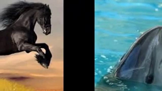 очень красивые животные нашего времени / very beautiful animals of our time смотреть онлайн