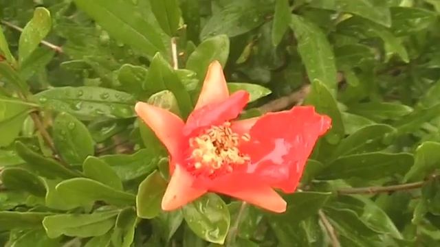 Цветы граната 11 июня