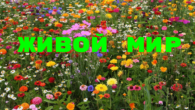 ♫ ЖИВОЙ МИР !!! ОГЛЯНИСЬ ВОКРУГ !!!.mp4 смотреть онлайн