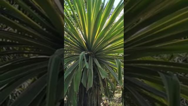 agave americana. смотреть онлайн