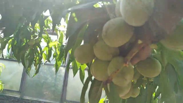 ПЕРСИК.Как сделать крупным.