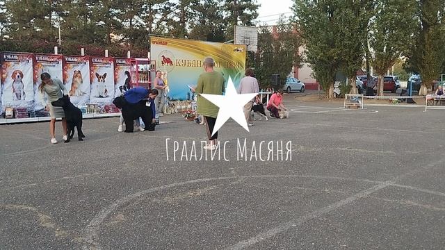 Русская цветная болонка Граалис Масяня на выставке собак в Краснодаре 30 сентября 2023 года. Бронза