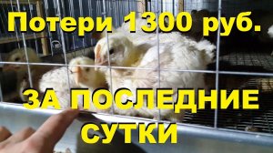 Бройлер Кобб - 500. Содержание, питание и потери с 22 по 37 день.