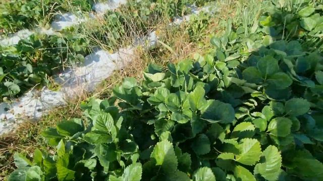 Клубника Мальвина | Самый поздний сорт клубники смотреть онлайн