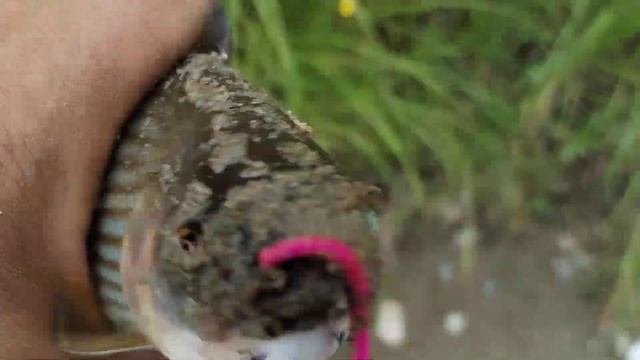 Рыбалка ВКО Иртыш. 25.06.2023г. На хариуса смотреть онлайн