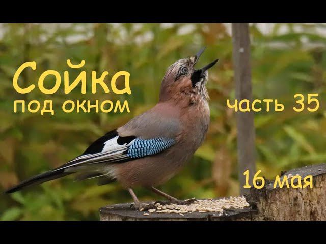16 мая - дом отлично защитил от ураганного ветра смотреть онлайн