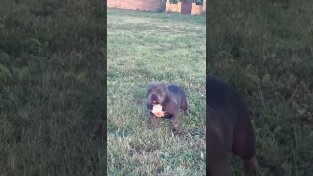 Ищем дом для нашей взрослой собаки породы Американский Булли Аиши. Подробности в комментариях! смотреть онлайн