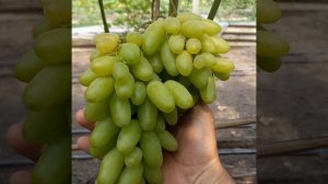 Виноград масон,минор...,срезка на рынок.