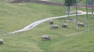 Звук носорога: какие звуки издают носороги?