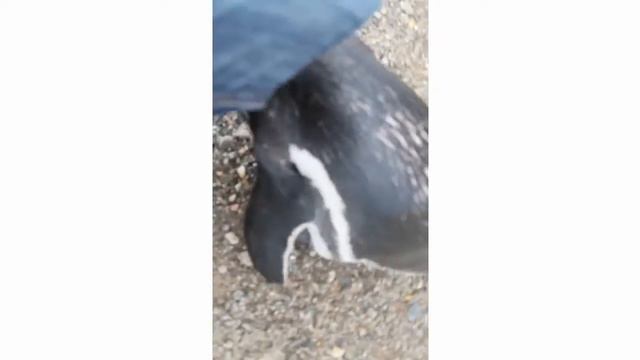 Пингвины пытаются кусаться! смотреть онлайн