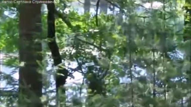 На берегу лесного озера смотреть онлайн