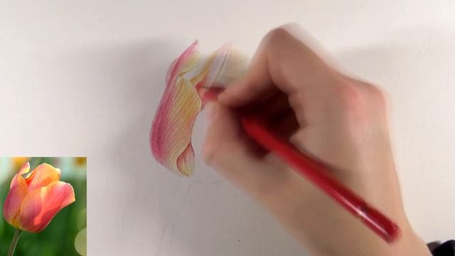 Drawing a tulip with Colored Pencils! смотреть онлайн