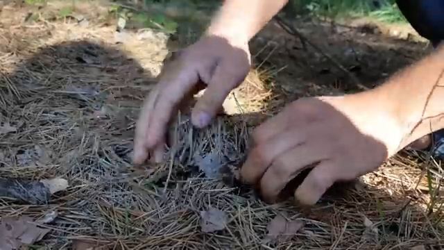 Сколько времени растёт гриб ? Перестанет ли расти боровик ,если на него посмотрит человек ? смотреть онлайн