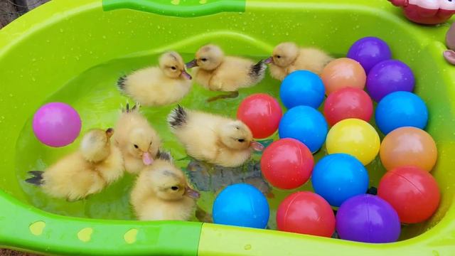 Ducklings Life Tv Swimming In The Pool Ep17