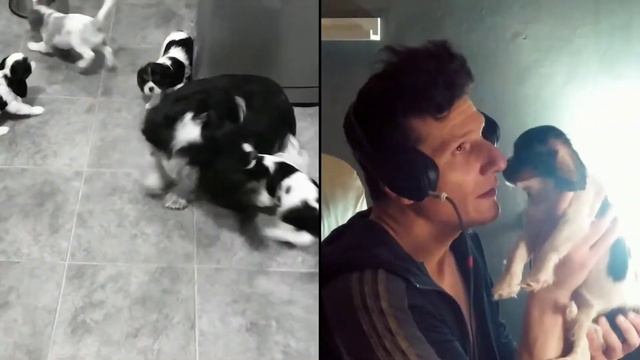 кавалер кинг чарльз спаниель щенки питомник киев украина