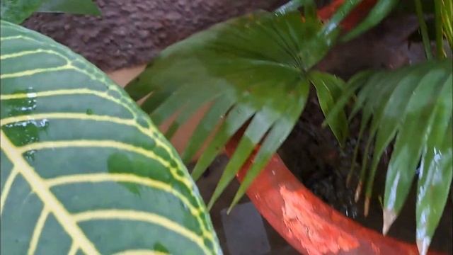 Beautiful Sanchezia shade loving plant complete care смотреть онлайн