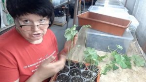 ЗОНАРТИКИ это ПЕЛАРГОНИИ? Немного истории.