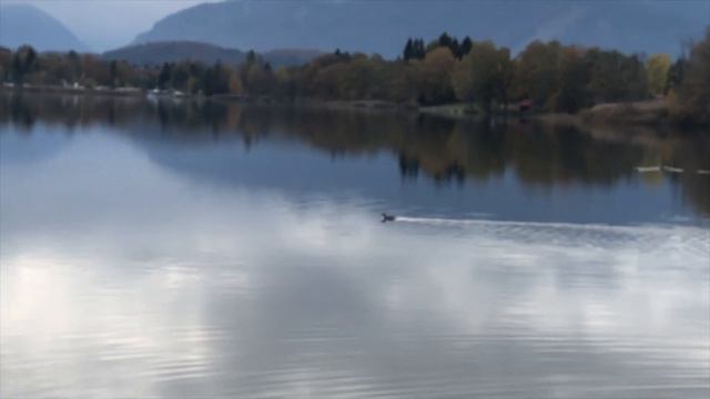 Naturgeräusche Am See. Nature Sounds By The Lake. Звуки природы у озера.