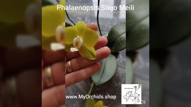 Phalaenopsis Sogo Meili