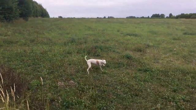 Уехали в дальний лес на лошадях чтобы избавиться от проблем. И оказалось не зря смотреть онлайн