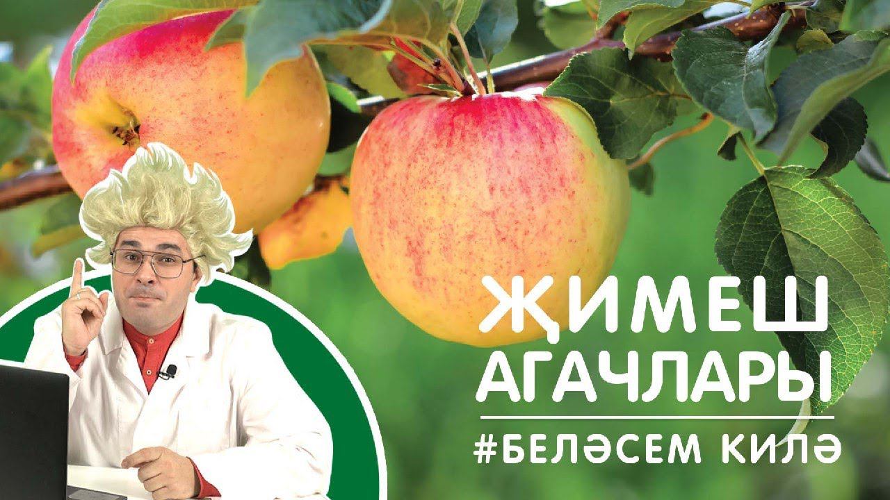 Җимеш агачлары / Плодовые деревья / Fruit Trees