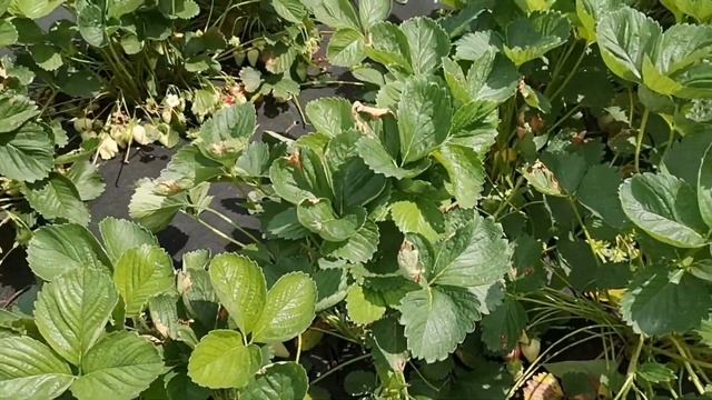 Клубника Брилла, суперурожайный ультраранний сорт! смотреть онлайн