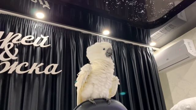 Чего БОЯТСЯ попугаи? смотреть онлайн