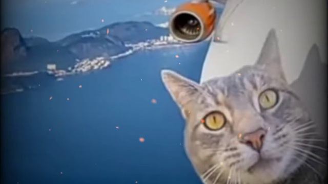 Кто вам больше нравится? #кошки #вопросы смотреть онлайн