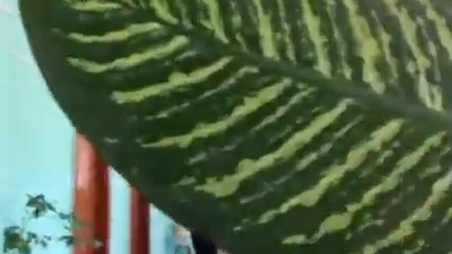 Сан."Салют" г.Одесса смотреть онлайн