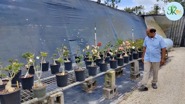 Excelsa Gardens Nursery - Plant Nursery in Loxahatchee Groves, Florida смотреть онлайн