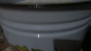 Быстрая деревенская Закваска для молока и обрата,чтобы сварить Творог!